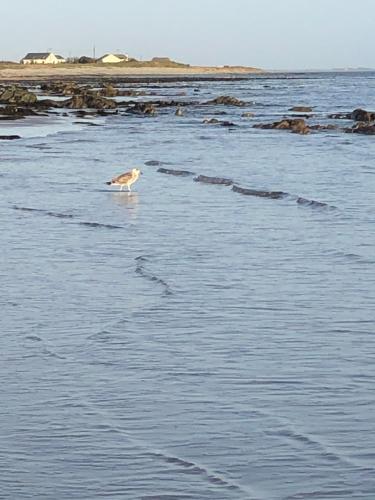 Beach, Bluebell Cottage in Kilmore Quay