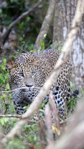 Life of Leisure Wilpattu