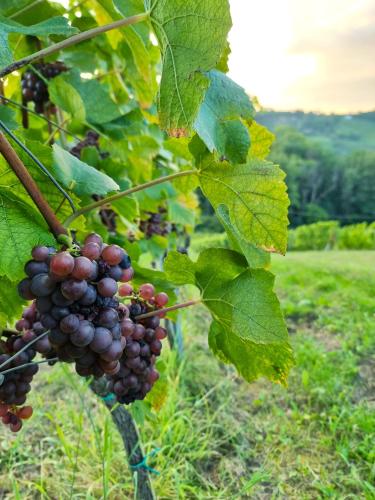 Weinlandzauber An der Lage