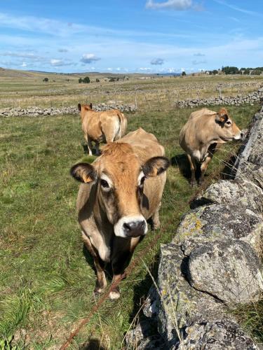 La grange en Aubrac