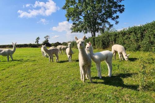 Alpaca farm 3 bed farmhouse THE ALPACA PLACE