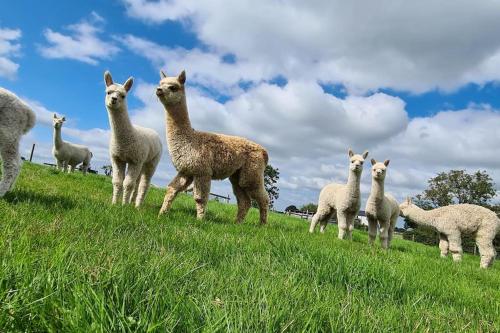 Alpaca farm 3 bed farmhouse THE ALPACA PLACE