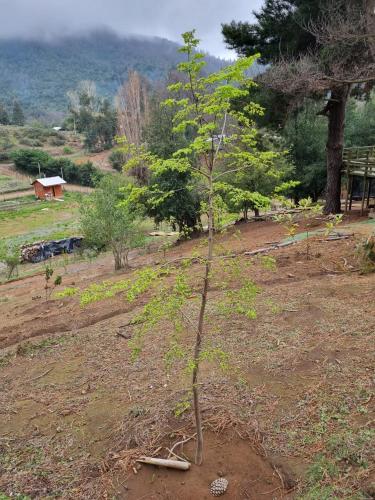 Cabañas Alto Quillay, radal siete tasas