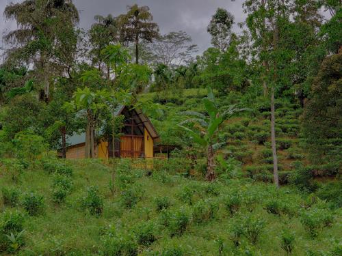 Rainforest cabin