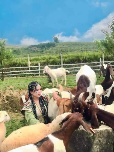 O Châu Homestay Lào Cai