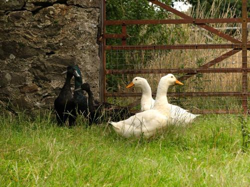 Grafog Farm Cottage Caernarfon - image 3