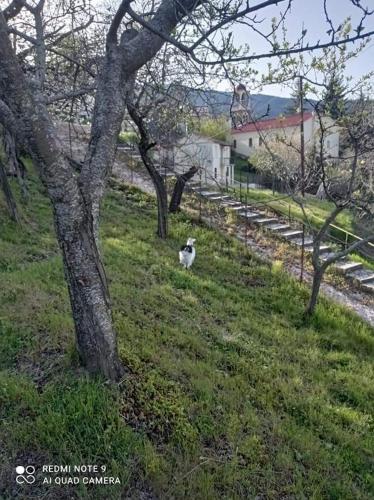 Άγρια Λούλουδα Κατοικία Ευτυχία