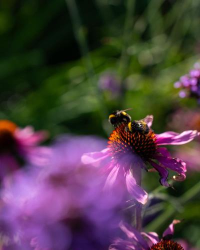 花園