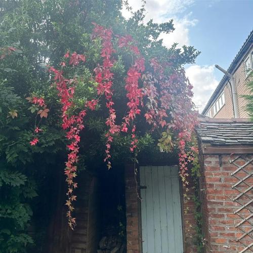 Сад, No24Sandbach - Exclusive House - Pet Friendly in Сендбеч