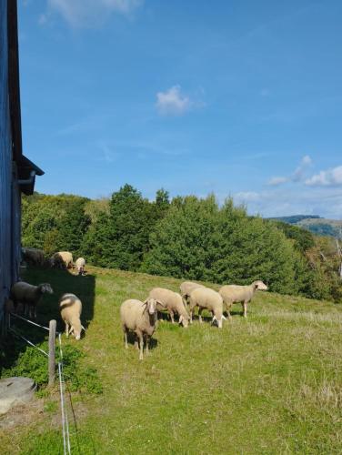 Ferienwohnungen Bonnleiten Familie Stöger