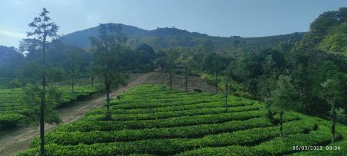 ECO PATH RESORT IDUKKI