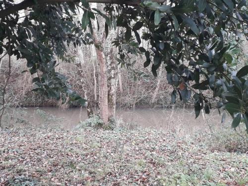 Les guernouilles in Mézières-en-Brenne