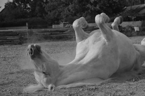 The Club House gîte à louer Visy