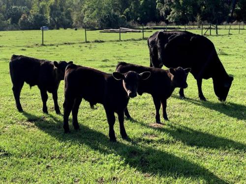 63 Acre Farmstay - A luxury farm experience in San Mateo, USA
