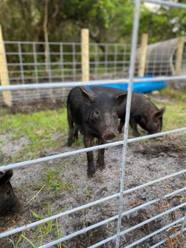 63 Acre Farmstay - A luxury farm experience in San Mateo, USA