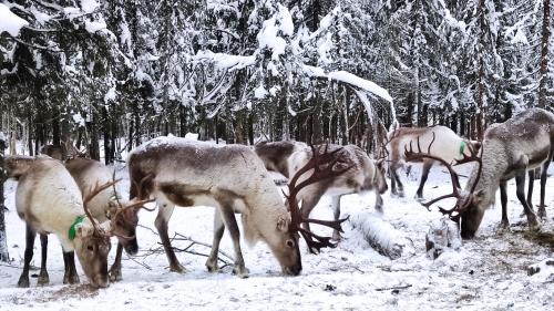 In Love with Lapland Cabin