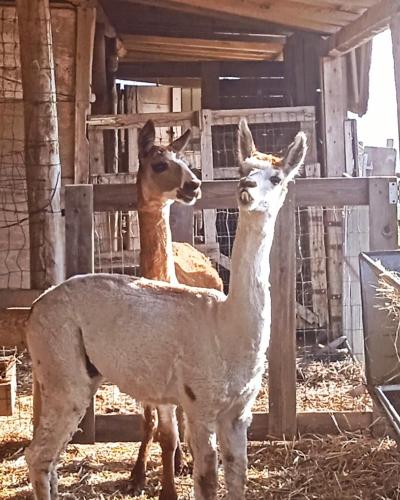 Maridiana Alpaca Country House