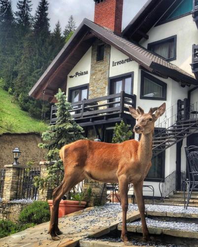 Pensiunea Poiana Izvoarelor