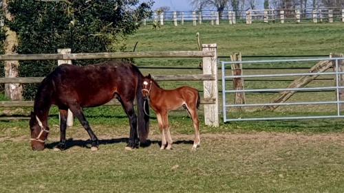 สวน, Gite haras d’élevage de chevaux (Gite haras d’elevage de chevaux) in เมนิล-แว็ง