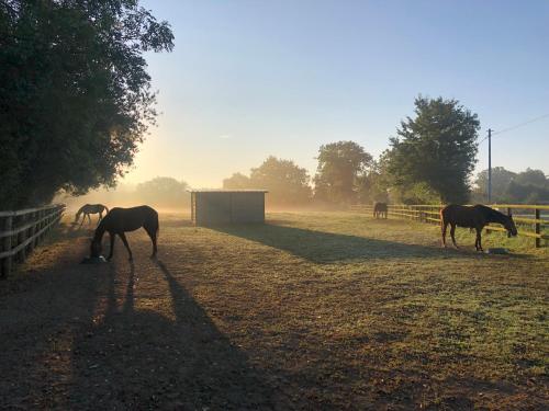Gite haras d’élevage de chevaux (Gite haras d’elevage de chevaux) in เมนิล-แว็ง