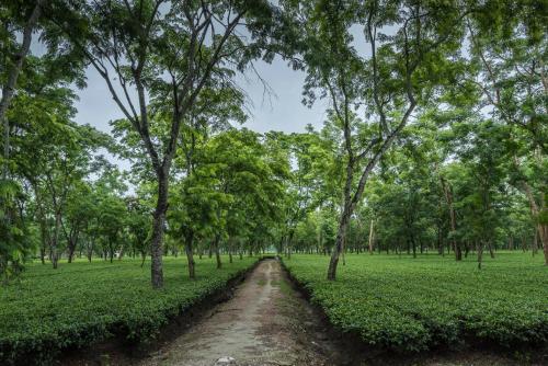 Tusker Tea County