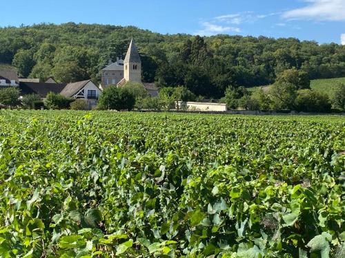 Au cœur des vignes