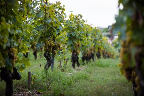 Gîte au milieu des vignes - Location saisonnière - Prignac-et-Marcamps