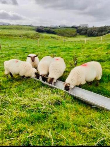 The Snuggly Sheep Farm Stay Shepherd Hut