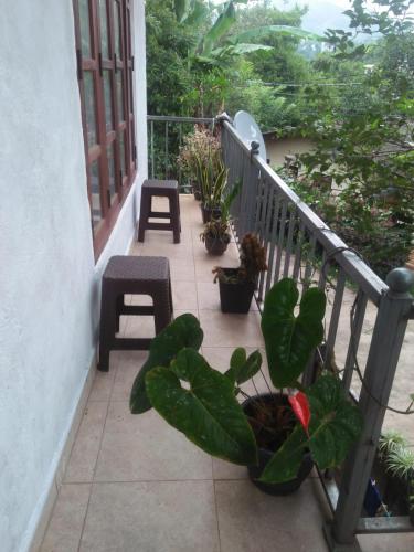 The Jesmine Homestay in Halloluwa