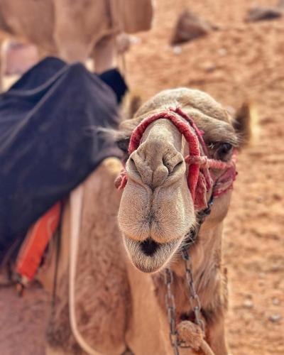 wadi rum,Linda Camp