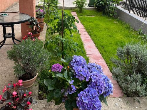 Apartment Aleksandra in Bar