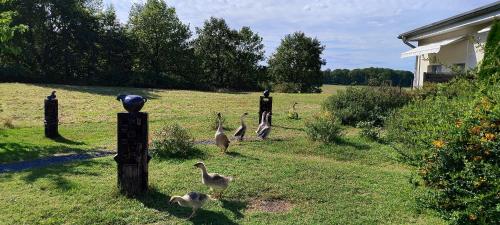 Domaine equestre de la Chenaie in Saint-Hilaire-Saint-Florent
