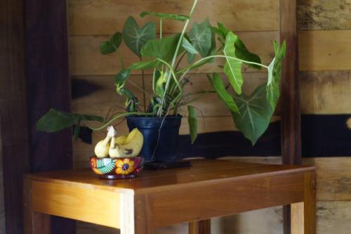 Beautiful hidden jungle getaway! Pet friendly