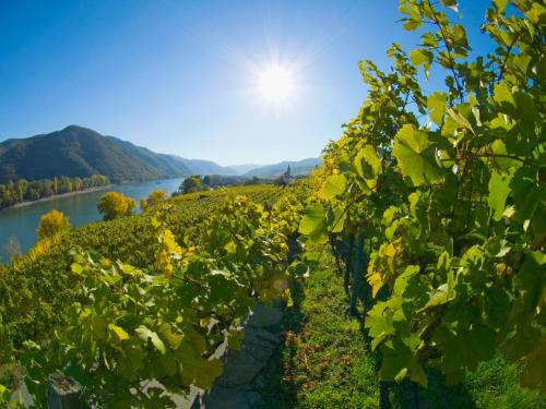 Gartenhotel & Weingut Pfeffel Dürnstein - image 3