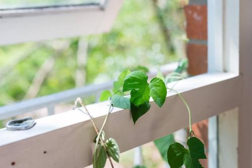 Leafy Paddington Studio with Harbour Views - image 12