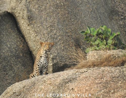 Jawai Leopard Villa