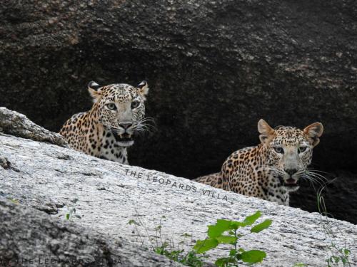 Jawai Leopard Villa
