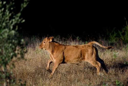 Nature Forest - Herdade de Martingil