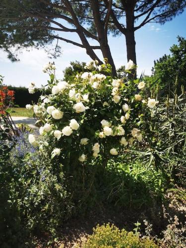 Mas en Provence, en campagne avec piscine.