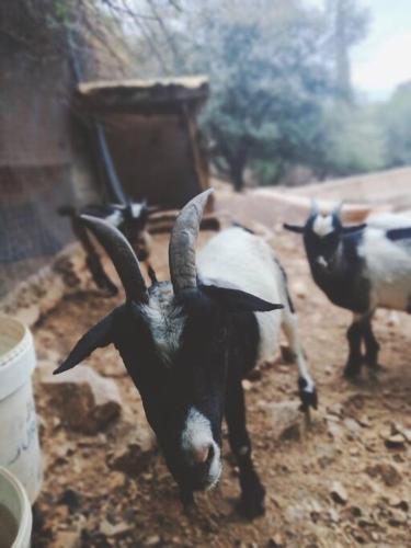 Casa rural en el campo con animales, piscina y barbacoa