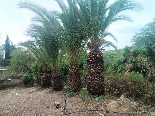 Casa rural en el campo con animales, piscina y barbacoa