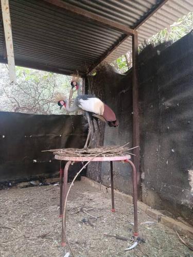 Casa rural en el campo con animales, piscina y barbacoa