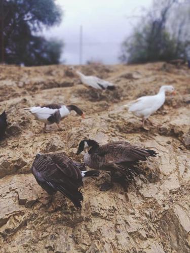 Casa rural en el campo con animales, piscina y barbacoa