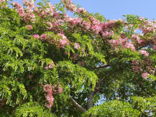 Babil Bahceleri - Gardens of Babel Babil Bahceleri - Gardens of Babel