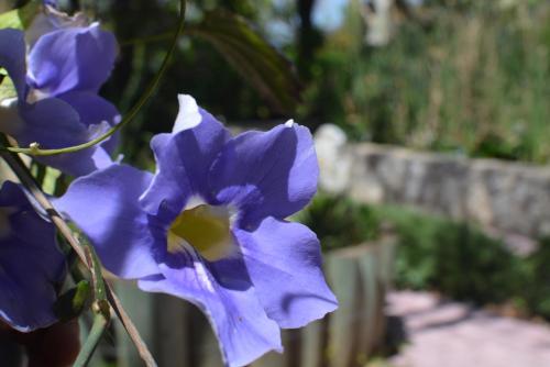 Babil Bahceleri - Gardens of Babel Babil Bahceleri - Gardens of Babel