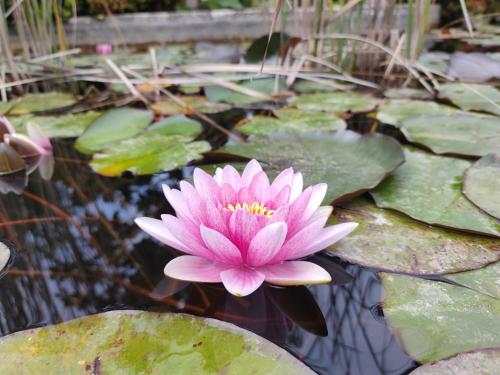 Babil Bahceleri - Gardens of Babel Babil Bahceleri - Gardens of Babel