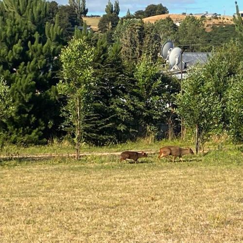 Cabañas Los Fabianes