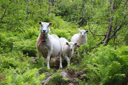 希斯塔约能小屋酒店 希斯塔约能小屋酒店