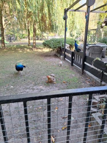 B&B de Vrijheid en de Ruimte in Steenbergen