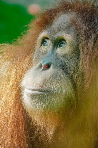 Orangutan Treking Camp
